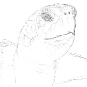Turtle Sketching