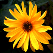 A Sunflower in Winter (GL)