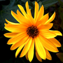 A Sunflower in Winter (GL)