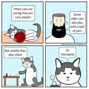Playful cats