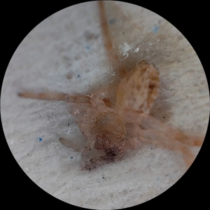 Ya no estoy en el cielo.