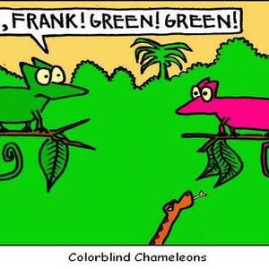 colorblind chameleons 