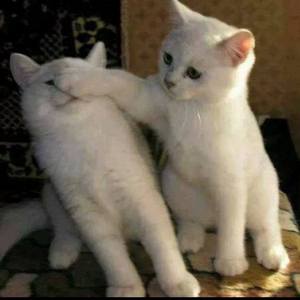 Cringey continuation (nuu don read this ( ͡&deg; ͜ʖ ͡&deg;)/)