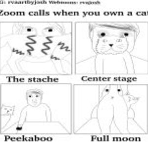 Zoom Calls When You Have a Cat