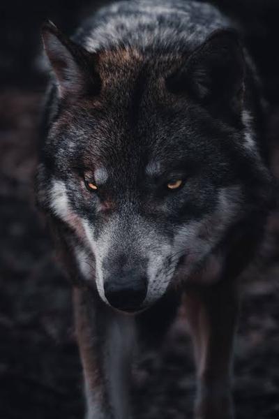 HIM (Werewolf story)