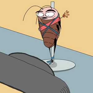 A Cockroach's Sad Story