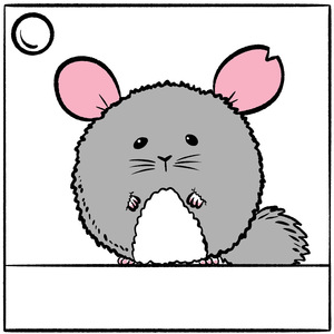 4  chinchilla conditions