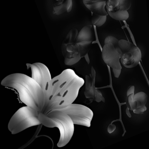 The Black Orchid Meets Lily 