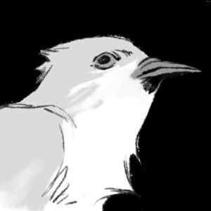 Cuckoo