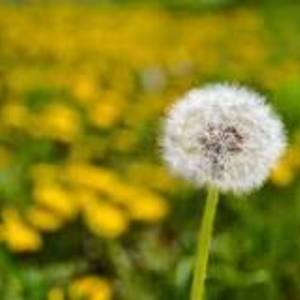 Dandelions (complete)