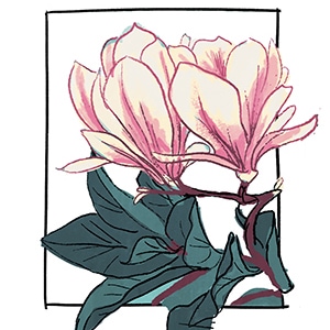 Chapter 4 - Magnolia