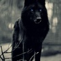 Shadow Wolf