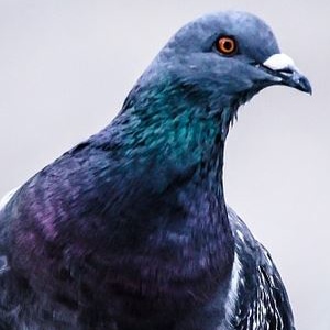 Pigeon's Eyes