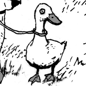 1.     Duck