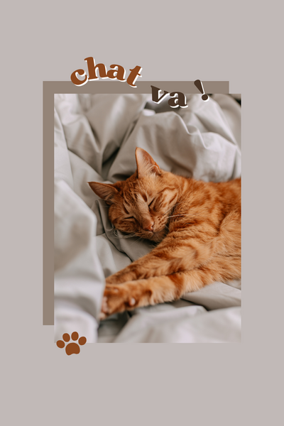 Les disparus du chat vocal