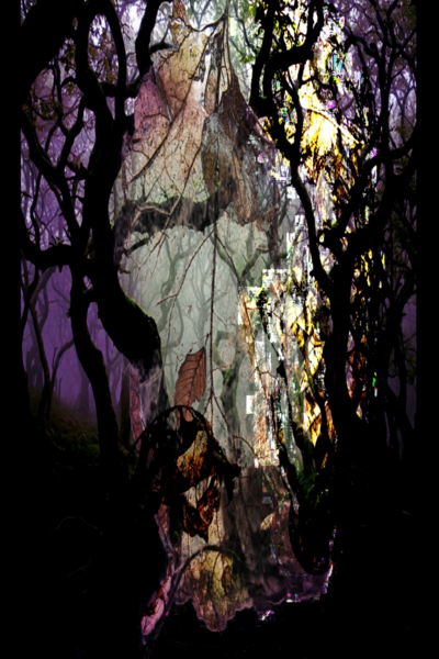 TREE HOLLOW
