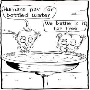Bottle Water