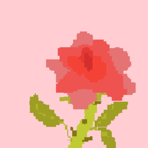 A Roses Petal