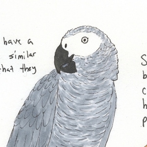 How Do Parrots Talk?