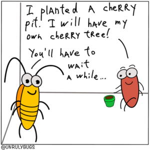 The cherry pit