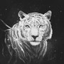 Loved by the Frosttail Tiger
