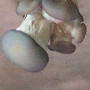 Mushroom growth rate