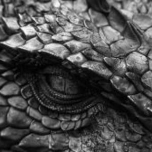Lizards...