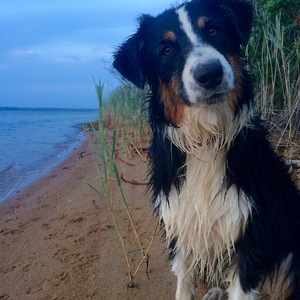 Bird Turd the freak dog