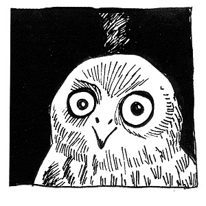 An owl meets a raccoon by a log...