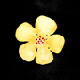 The Flower That Bloomed Twice