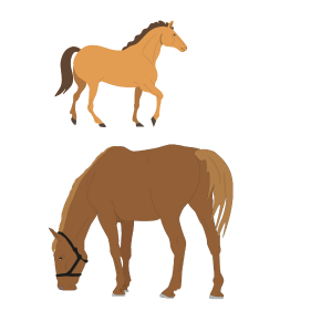 Une cavalière d'exception