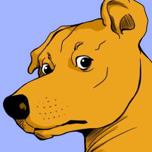 Eu quero um vira-lata!