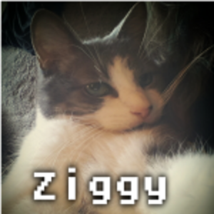 The Strange Life of a Cat Named Ziggy