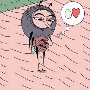 Mother Mosquito