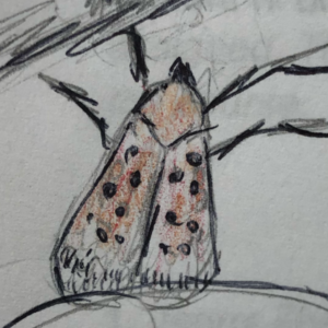 Killed Spotted Lanternflies: 1
