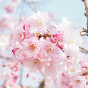 Beneath the Spring Flowers