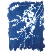 Pulled Apart But Put Back Together