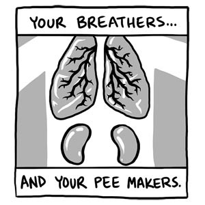 lungs & kidneys!