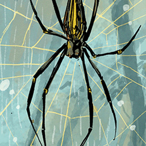 Nephila pilipes
