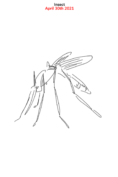 Insect