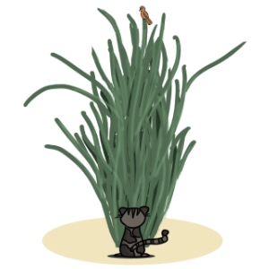 Cat vs. Cactus