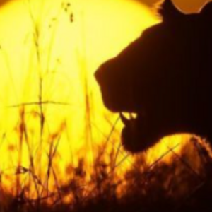 chapter 1: the pride (part 2)