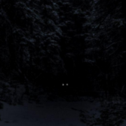 The Rabbit in the Wolf's Den