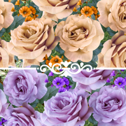 Between Bullets and Roses GL (Genshin Impact Fanfiction)