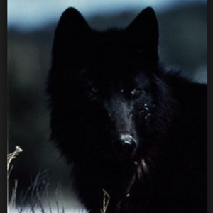 A Werewolf's Soul