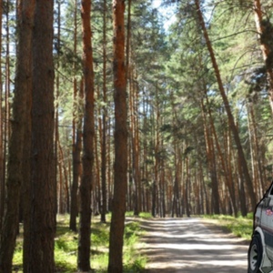 Luch’s Expeditions №1. Pine Forest