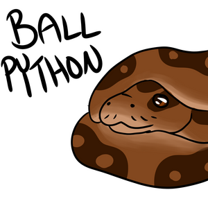 Ball Python