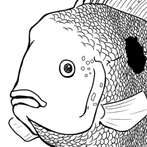 Eu quero um peixinho!