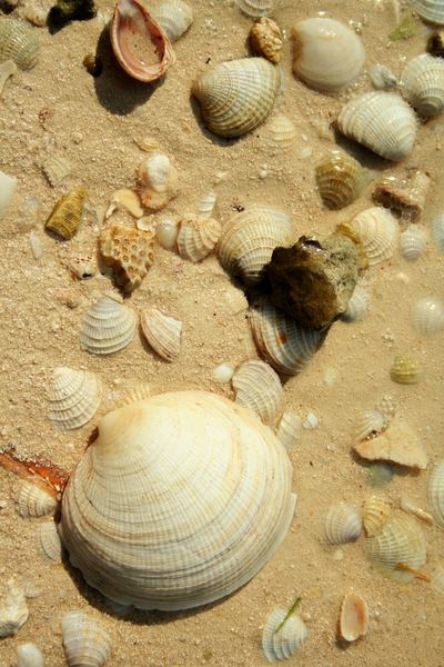 Seashells