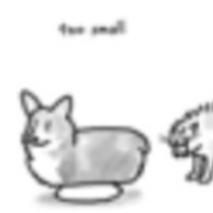 Corgilocks